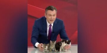 Турецкий телеведущий в прямом эфире показал котят, ищущих дом
