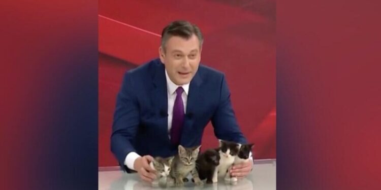 Турецкий телеведущий в прямом эфире показал котят, ищущих дом