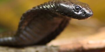 Мужчина поплатился жизнью за ролик для соцсетей в Таиланде