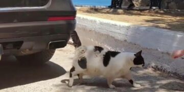 СМИ: туристы массово устремились на известный курорт из-за одного животного