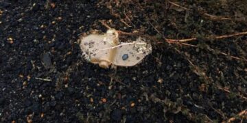 В Горловке два человека получили ранения при детонации украинской мины