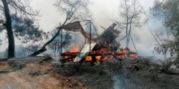 В Турции более 500 человек пострадали от лесных пожаров