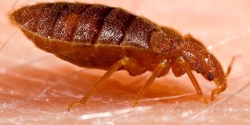 Во Франции клопы продолжают досаждать жителям