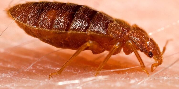 Во Франции клопы продолжают досаждать жителям