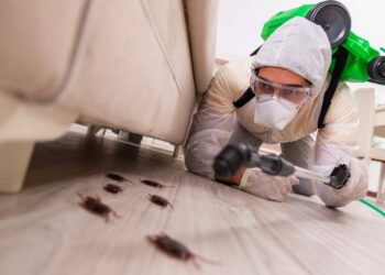 Как избавиться от тараканов: обзор методов