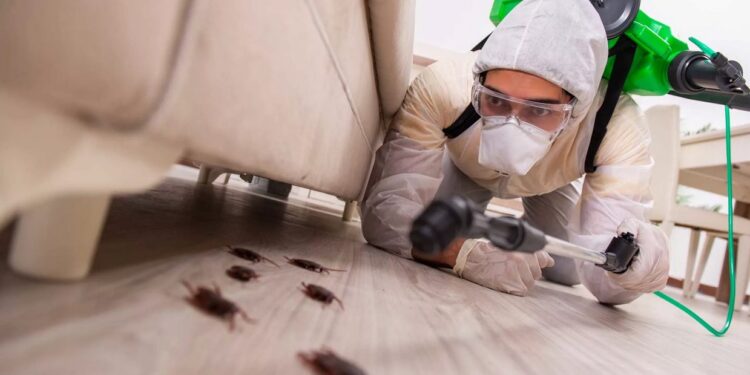 Как избавиться от тараканов: обзор методов