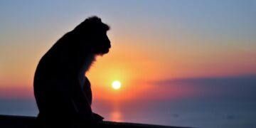 Обезьяна обокрала мужчину