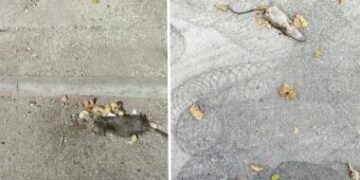 Один из районов Лиона оказался усеян трупами крыс