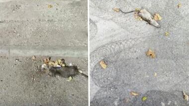 Один из районов Лиона оказался усеян трупами крыс