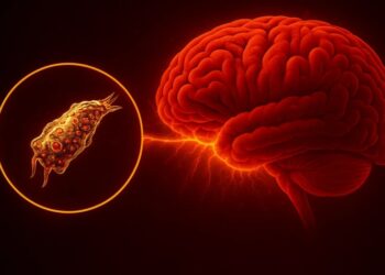 В австралийском водопроводе обнаружили пожирающую мозг амебу
