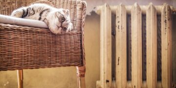 Во Франции девушку оштрафовали из-за мяуканья кота