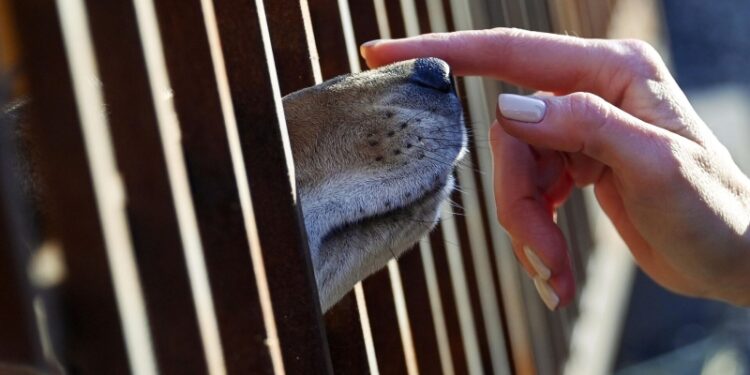 Женщина умерла после того, как ее облизала собака