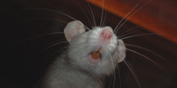 Экспериментальные мыши успешно вернулись на Землю после месяца в космосе