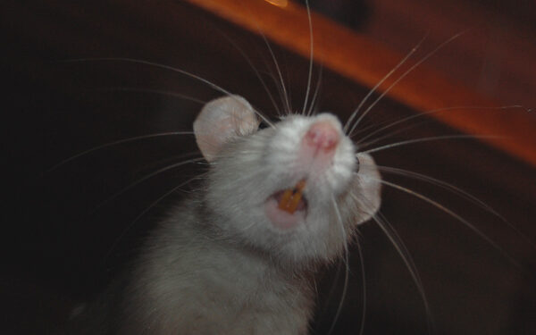 Экспериментальные мыши успешно вернулись на Землю после месяца в космосе