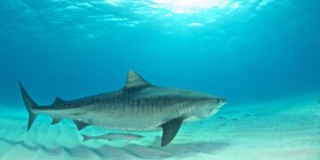 Океанолог рассказал о самых опасных акулах в Красном море