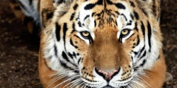 Россия передаст Казахстану двух амурских тигров