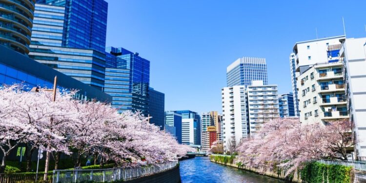 Япония подарит США 250 деревьев сакуры