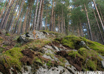 Нобелевский комитет не может связаться с лауреатом этого года по медицине