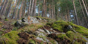 Нобелевский комитет не может связаться с лауреатом этого года по медицине