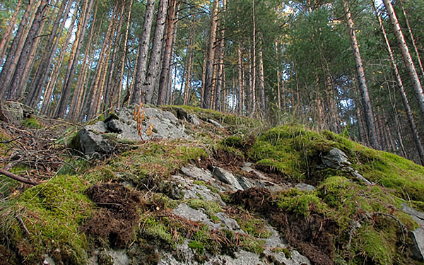 Нобелевский комитет не может связаться с лауреатом этого года по медицине