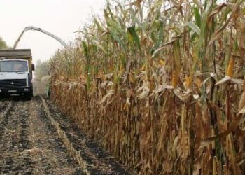 Украина сократила экспорт кукурузы до четырехлетнего минимума