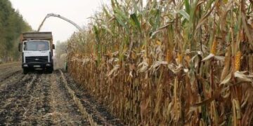 Украина сократила экспорт кукурузы до четырехлетнего минимума