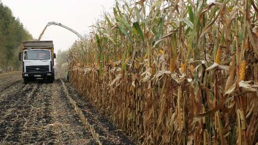 Украина сократила экспорт кукурузы до четырехлетнего минимума