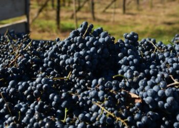 Россия в сентябре возобновила импорт винограда из Грузии