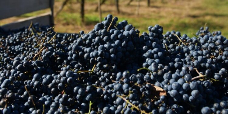 Россия в сентябре возобновила импорт винограда из Грузии